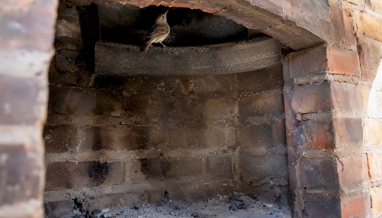 Bird in your chimney: what to do right now